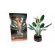 LEGO® Botanicals 10289 Strelícia kráľovská