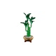 LEGO® Botanicals 10344 Bambus šťastia
